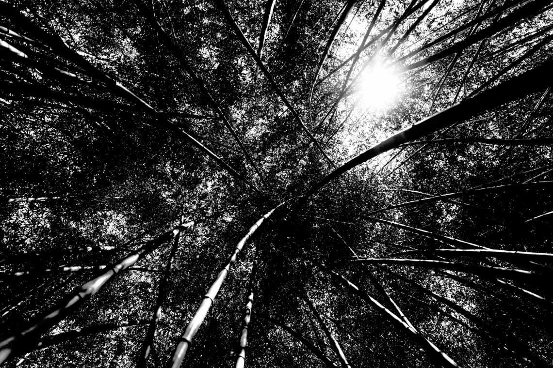 Dramatic black white forest landscape