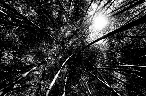 Dramatic black white forest landscape