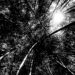 Dramatic black white forest landscape